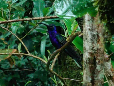 a blue bird sitting on a tree branch at Monteverde House in Monteverde Costa Rica