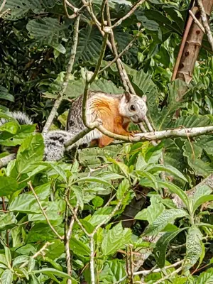 a squirrel is sitting on a tree branch at Monteverde House in Monteverde Costa Rica