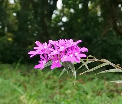 a purple flower in a field of grass at Monteverde House in Monteverde Costa Rica