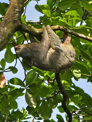 a sloth hanging from a tree branch at Casa kattleya in Tortuguero