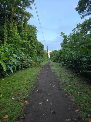 a dirt road with trees on either side at Casa kattleya in Tortuguero
