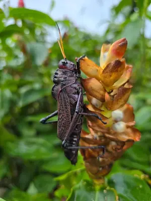 a beetle is sitting on a flower at Casa kattleya in Tortuguero