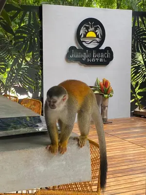 a monkey standing on a table in front of a sign at Jungle Beach Hotel Manuel Antonio in Manuel Antonio