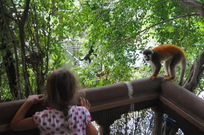a little girl looking at a monkey at a zoo at Jungle Beach Hotel Manuel Antonio in Manuel Antonio