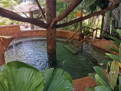 a pond with a tree in the middle at Hotel Palmera Real Hot Springs in Fortuna