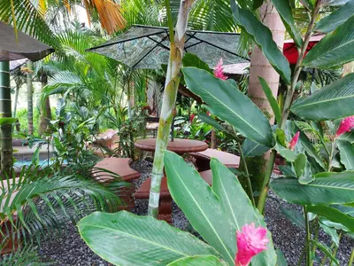 a garden with a table and chairs and plants at Hotel Palmera Real Hot Springs in Fortuna