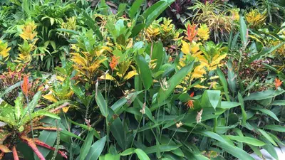 a group of plants with yellow and orange flowers at FLOR DE PARAISO BUNGALOWS in Montezuma