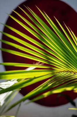 a close up of a palm leaf at Marbella Retreats Casa Roja in Santa Cruz