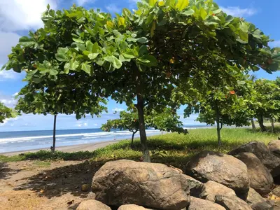 two trees and rocks next to a beach at Marbella Retreats Casa Roja in Santa Cruz