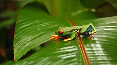 a green frog sitting on top of a green leaf at Monte Terras in Tronadora