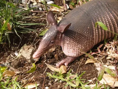 a close up of a armadillo on the ground at Monte Terras in Tronadora