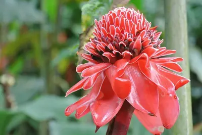 a red flower with droplets of water on it at Monte Terras in Tronadora
