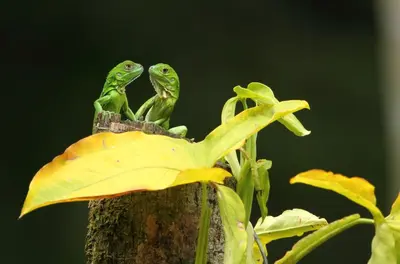 two frogs sitting on top of a plant at Hacienda La Isla Lodge in Sarapiquí