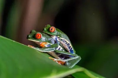 a frog with red eyes sitting on a green leaf at Ara Ambigua Lodge in Sarapiquí