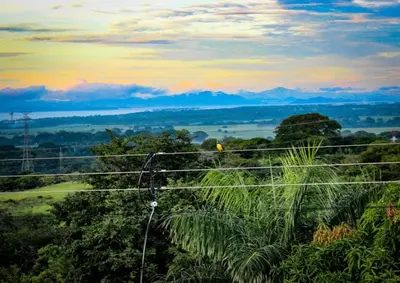 a bird sitting on a telephone wire in a forest at Villa Alta Bed&Breakfast in Barranca