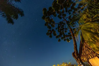 a palm tree in front of a night sky at Punta Marenco Lodge in Drake