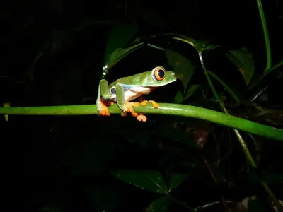 a green frog sitting on a green leaf at Punta Marenco Lodge in Drake