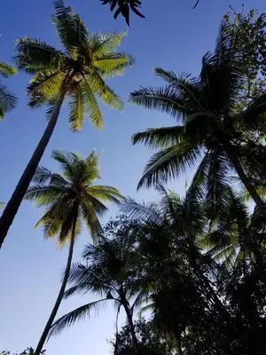 a group of palm trees against a blue sky at Punta Marenco Lodge in Drake