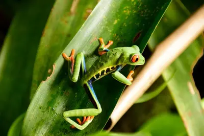 a green frog sitting on a green leaf at Tapirus Lodge and Reserve in Carrillo