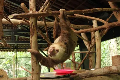 a baby sloth hanging from a tree at Tapirus Lodge and Reserve in Carrillo