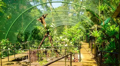 a green greenhouse with a tree in it at Tapirus Lodge and Reserve in Carrillo