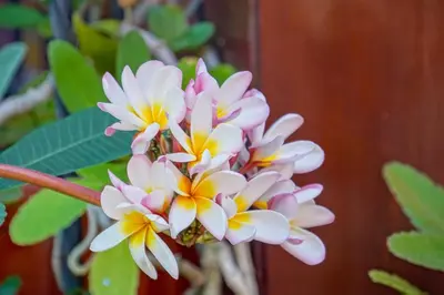 a bunch of white and yellow flowers on a plant at Conchal Hotel in Brasilito