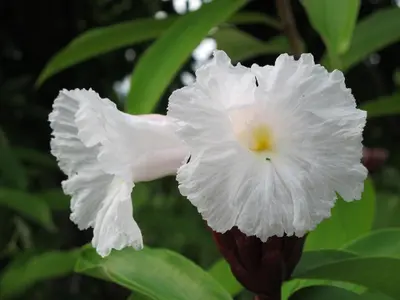 a close up of a white flower at Barracuda apartments in Sámara