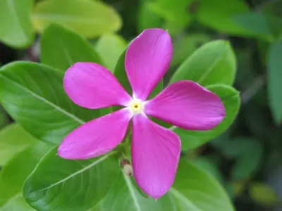 a pink flower on a plant with green leaves at Barracuda apartments in Sámara