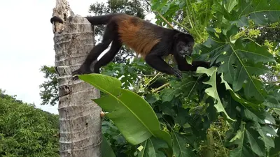a black and brown monkey climbing a tree at Barracuda apartments in Sámara