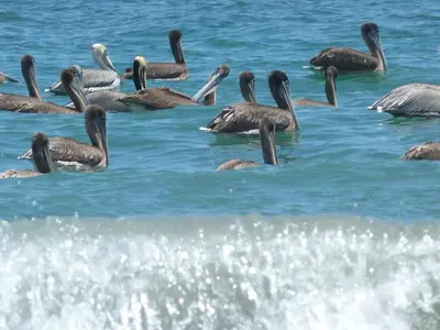 a flock of ducks swimming in the water at Barracuda apartments in Sámara