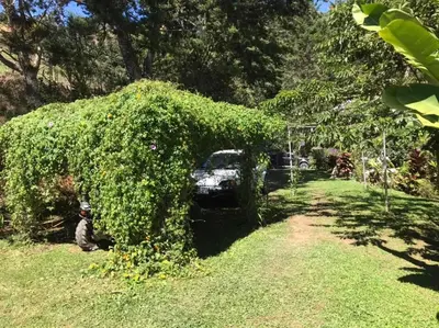 a car is covered in a green hedge at Navarro mountain in Cartago