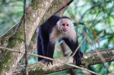 a monkey is sitting on a tree branch at Into the Greens in Madre de Dios