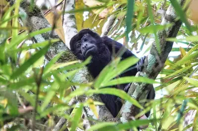 a monkey sitting on top of a tree at Into the Greens in Madre de Dios