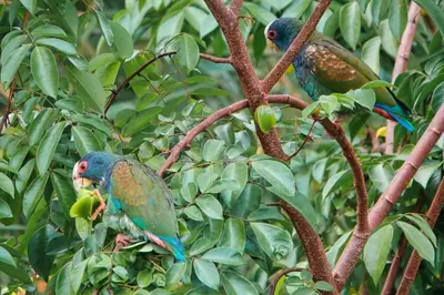 two colorful birds perched on a tree branch at Into the Greens in Madre de Dios