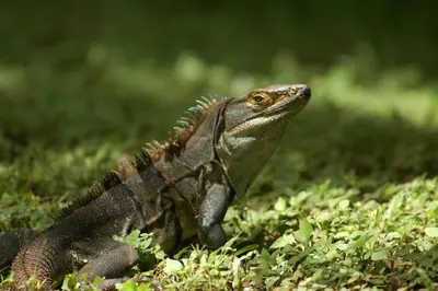 a lizard sitting on the grass in the grass at Cabinas Las Olas in Playa Avellana