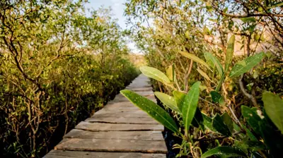 a wooden path through a forest with green plants at Cabinas Las Olas in Playa Avellana