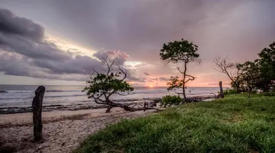 a sunset over the ocean with trees on a beach at Cabinas Las Olas in Playa Avellana