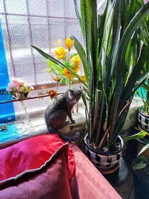 a cat is sitting next to a potted plant at Hotel Trianon in San José