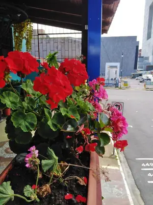 a pot of red and pink flowers on a street at Hotel Trianon in San José