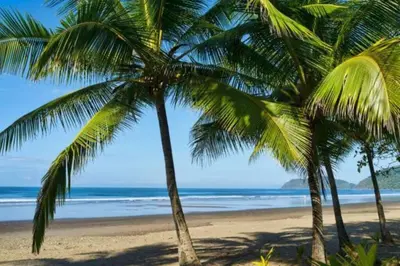 two palm trees on a beach near the ocean at Costa Linda 1-19, walking distance from the beach in Jacó
