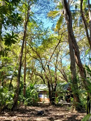 a house in the middle of a forest of trees at Fully Furnished FAMILY JUNGLE TENT, Latino Glamping Paquera in Paquera