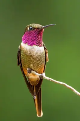 a humming bird perched on a branch at Cabañas San gerardo in San Gerardo de Dota