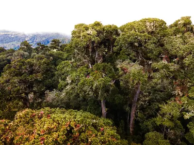 a forest filled with lots of lush green trees at Paraíso Quetzal Lodge in Tres de Junio