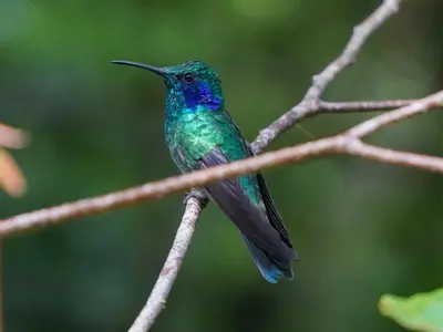 a hummingbird sitting on a tree branch at Campo Azul #2 - Monteverde in Monteverde Costa Rica