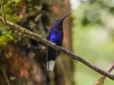 a hummingbird sitting on a tree branch at Campo Azul #2 - Monteverde in Monteverde Costa Rica