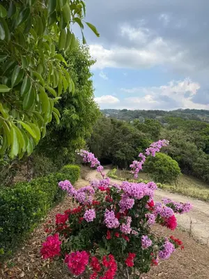 a bunch of pink flowers in a garden at Campo Azul #2 - Monteverde in Monteverde Costa Rica