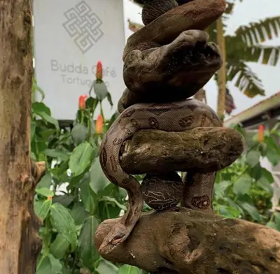 a statue of three mushrooms on top of a rock at BUDDA HOME in Tortuguero