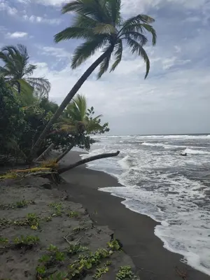 a palm tree on a beach with the ocean at BUDDA HOME in Tortuguero