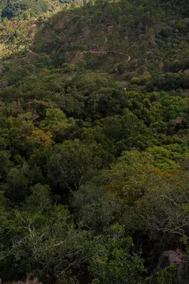 an overhead view of a forest of trees on a hill at Hotel Pico Colorado in Aserrí