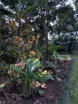 a garden with plants and trees and a trail at Bongalow Villa Sarchi in Sarchí